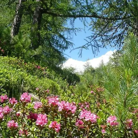 Am Vogelwald Saas Fee